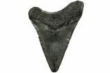 Juvenile Megalodon Tooth - South Carolina #214710-1